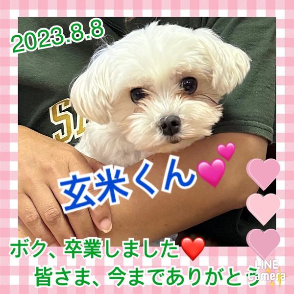 【運命の赤い糸見～つけた💓マルチーズの玄米くん💕2023,8,8】